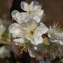 Pruimenboom 'Victoria' halfstam (zelfbestuivend)